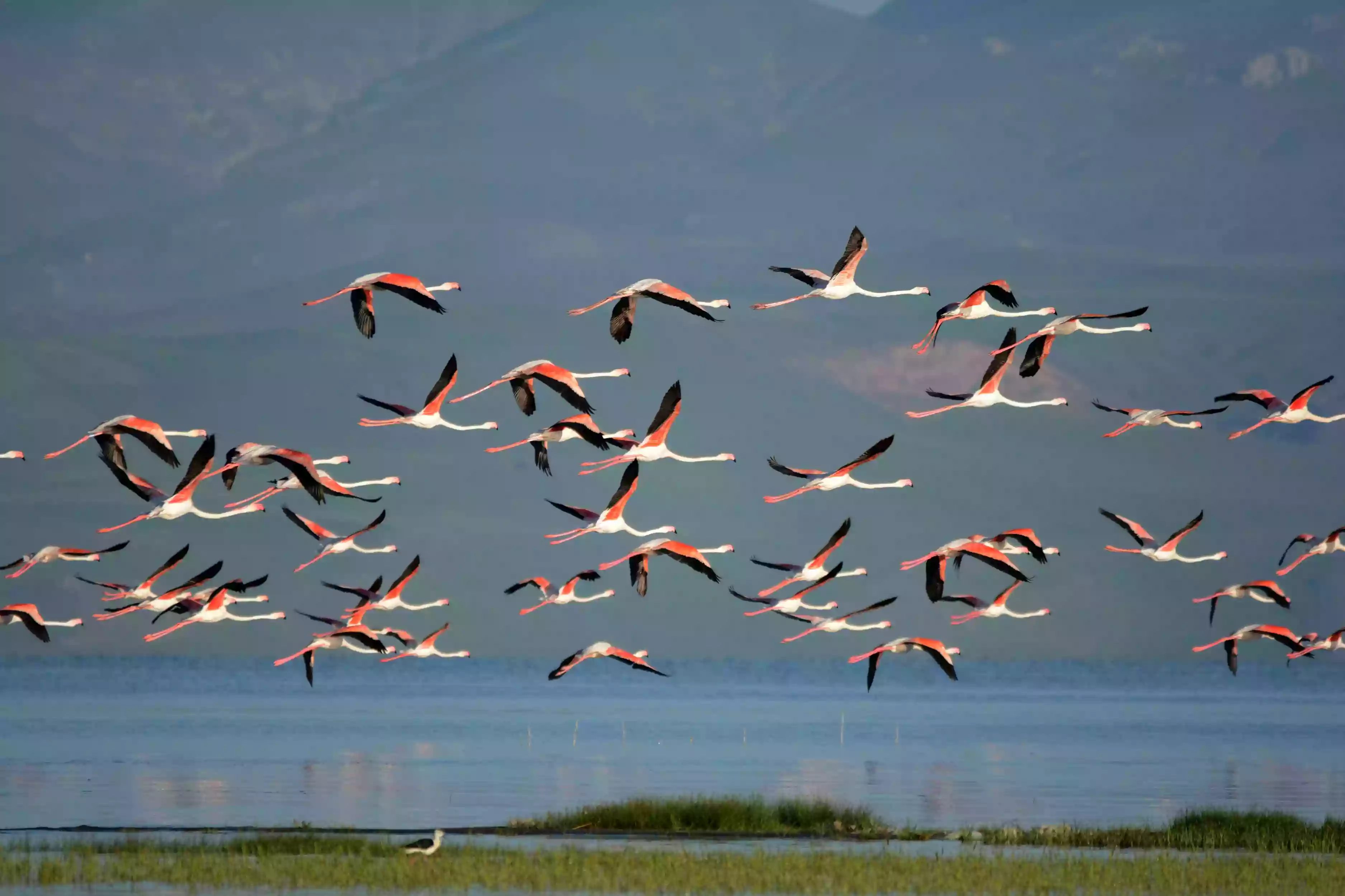 Van Gölü ve Flamingolar
