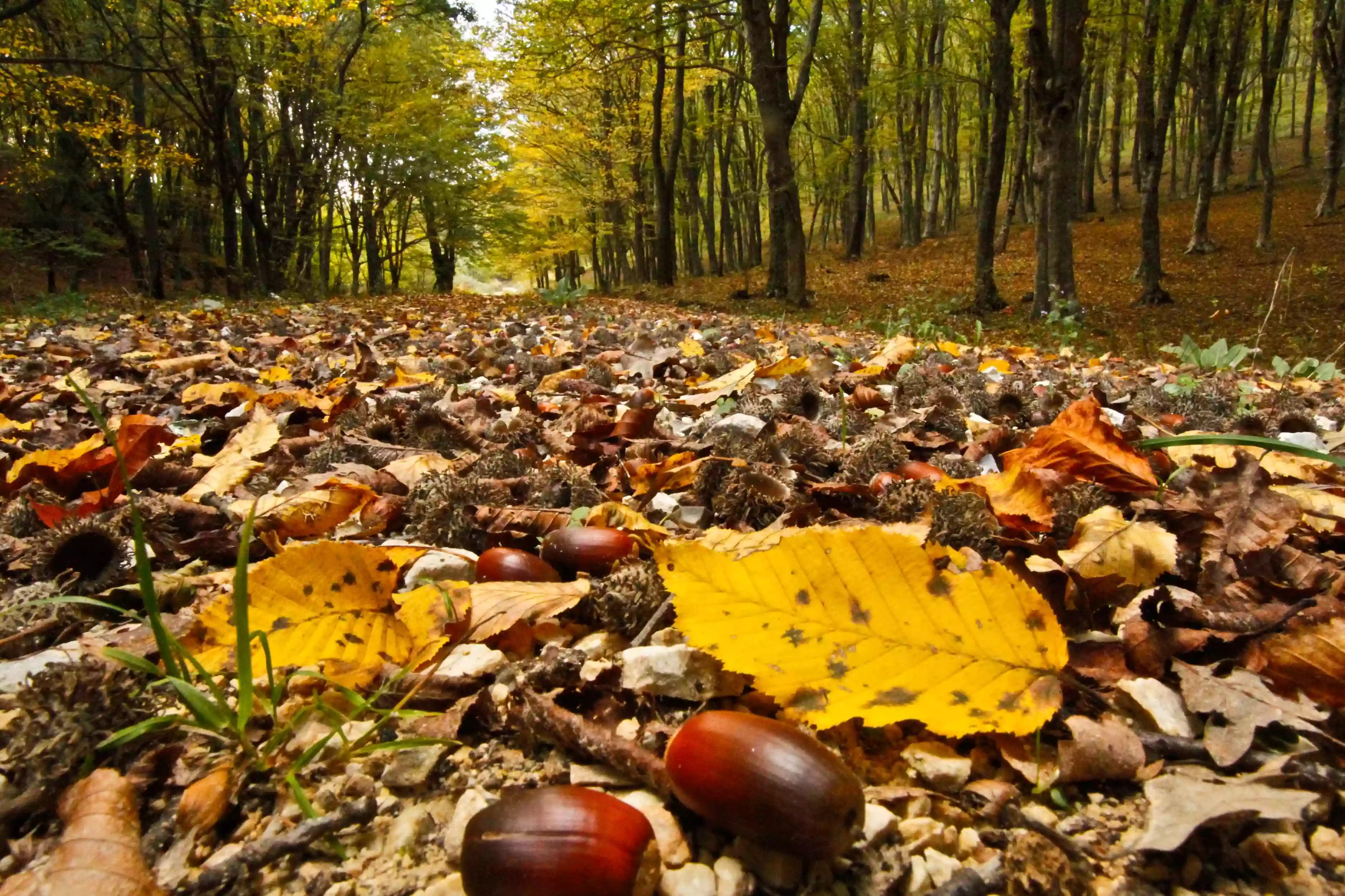 Istranca Ormanları