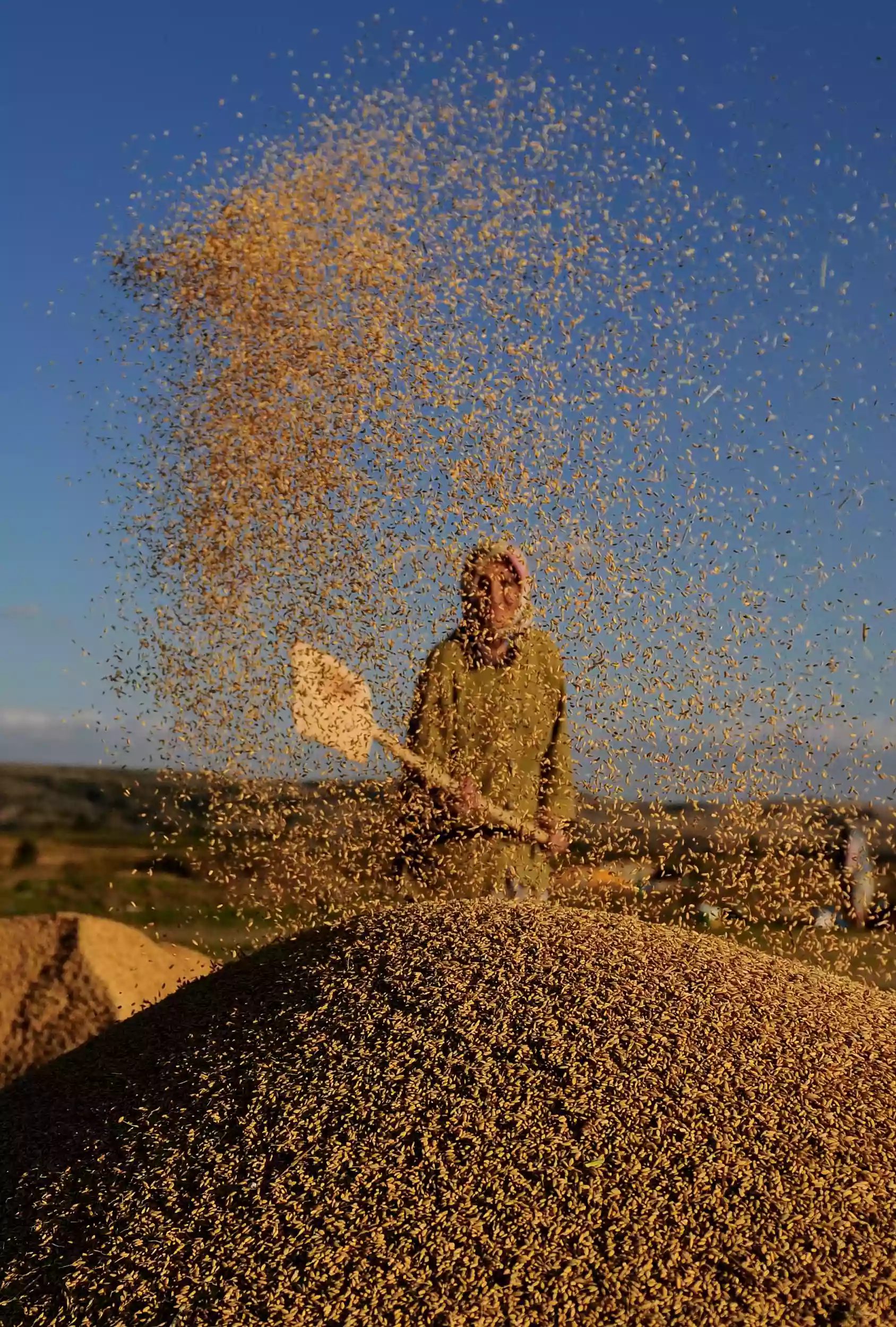 Çeltik Hasatı