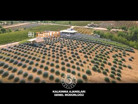 Isparta da Lavanta Sezonu Açılıyor !