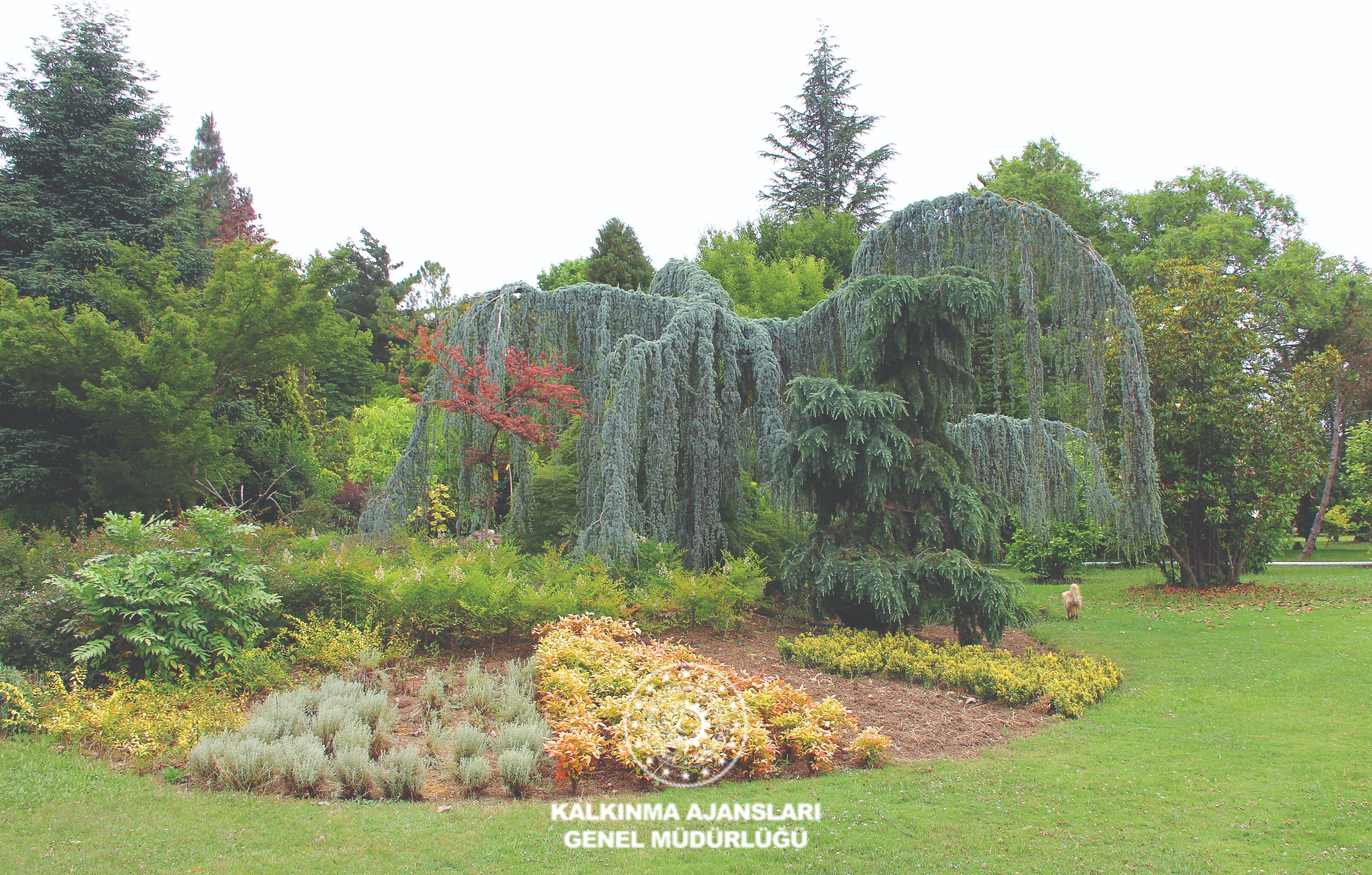 Karaca Arboretum Canlı Ağaç Müzesi